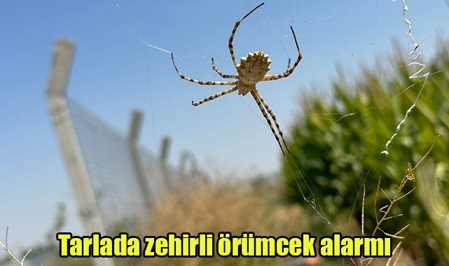 Tarlada zehirli örümcek alarmı