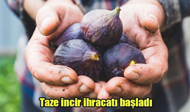 Taze incir ihracatı başladı