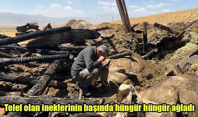 Telef olan ineklerinin başında hüngür hüngür ağladı