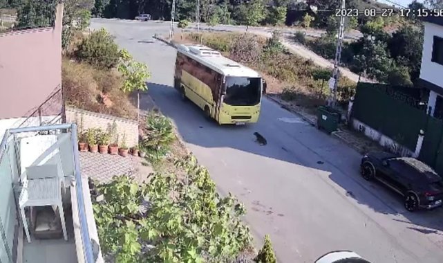 Tuzla’da özel halk otobüsü yolda yatan köpeği ezdi