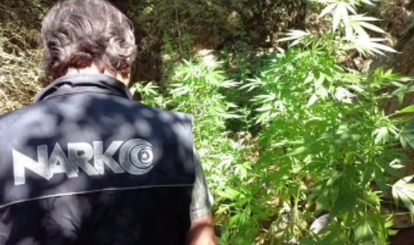 'Uyuşturucu ormanı'na polis baskını