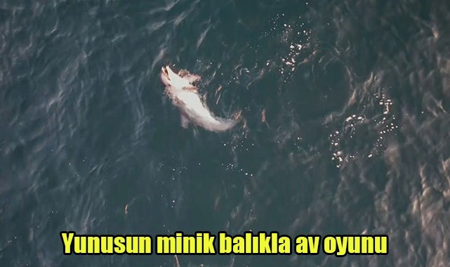 Yunusun minik balıkla av oyunu