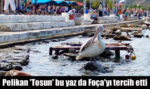Pelikan 'Tosun' bu yaz da Foça'yı tercih etti