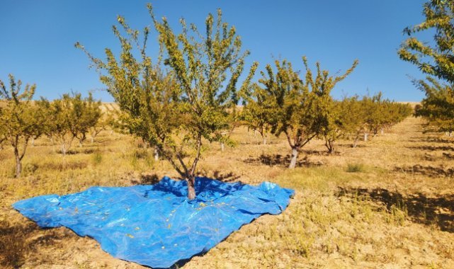 Sivas’ta yapılamaz denileni başardı, 10 yılın ardından hasada başladı
