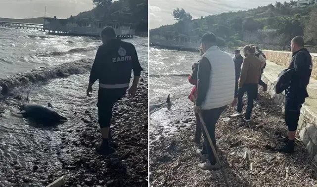 Bodrum'da karaya vuran yunus öldü