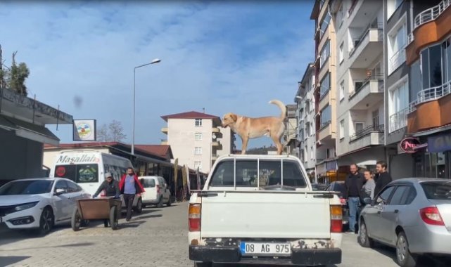 Bu köpeğin en büyük tutkusu kamyonetin tavanında yolculuk etmek