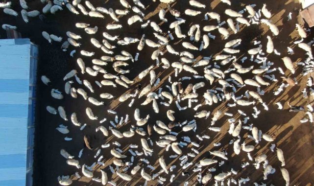 Elazığ’da koyun ve kuzuların coşkulu buluşması