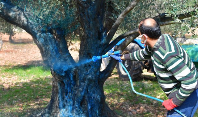 İzmir’de zeytinde hastalık bitti verim arttı