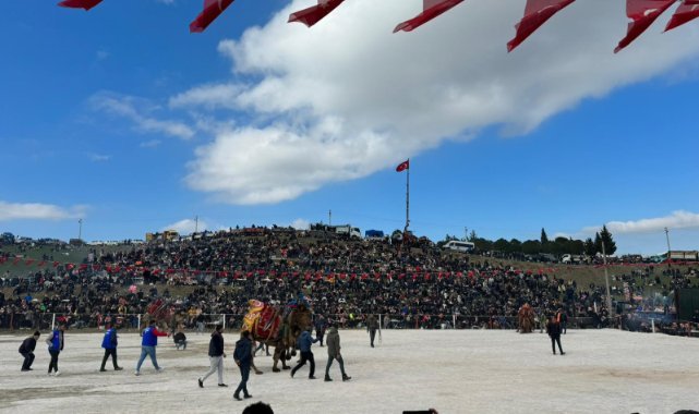 Kınık’ta bu sene 34’üncüsü düzenlenen Geleneksel Deve Güreşleri büyük ilgi gördü