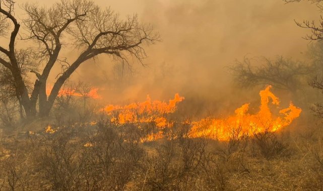 Texas’ta orman yangınları