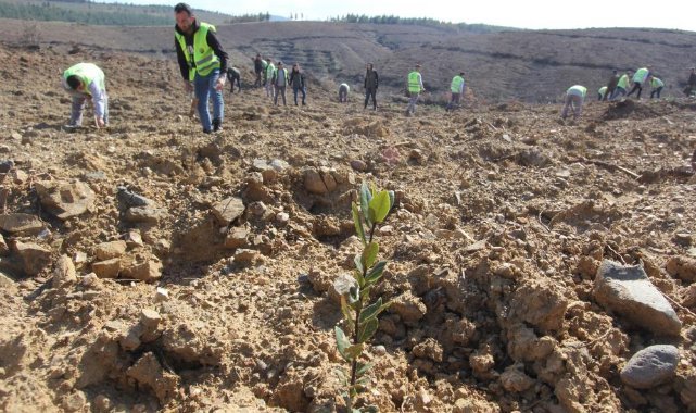 Büyük yangının simsiyah izleri silindi, 8 ayda 1 milyon 651 bin fidan dikildi