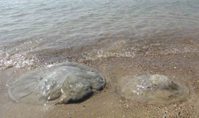 Antalya sahillerinde 'denizanası' tedirginliği