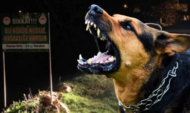 Sahipsiz sokak hayvanlarına ilişkin kanun teklifi TBMM Genel Kurulu’nda kabul edildi