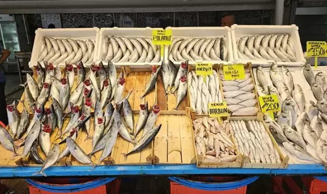 Av yasağı bitti tezgahlar palamutla doldu