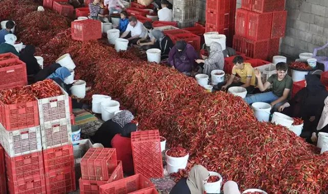 Gaziantep’te 8 bin tarım işçisi, biber temizleyerek geçimini sağlıyor