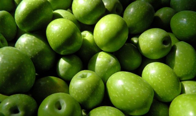 Sofralık zeytin ihracatında tarihi rekor