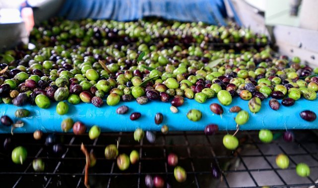 Bornova’da zeytin üreticilerine lojistik destek