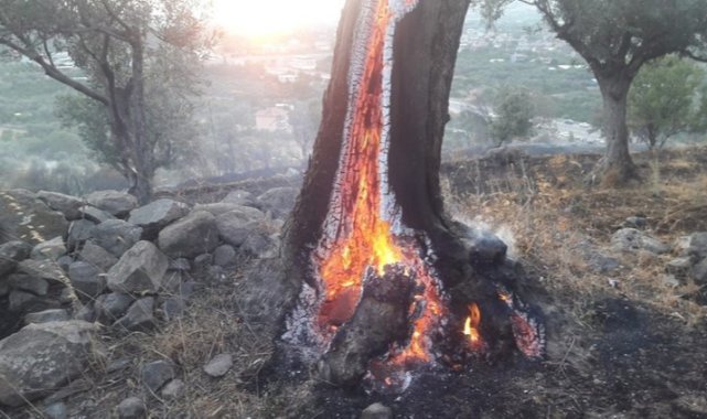 Büyükşehir yanan zeytin ağaçlarının yaşatılması için çalışma başlattı: Zeytin ağaçları küllerinden doğacak