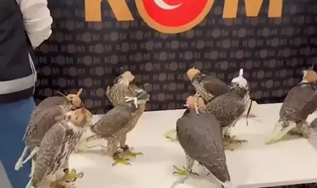 Türkiye’den kaçırdıkları gökdoğanları, yurt dışında 100 bin dolara satacaklardı