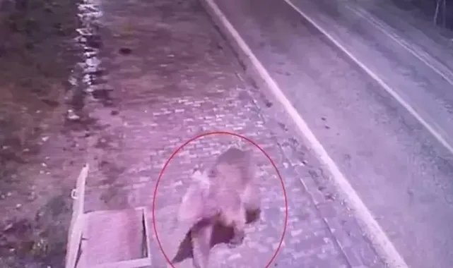 Barınaktan kaçan bozayı, 8 gün sonra ormanda yakalandı
