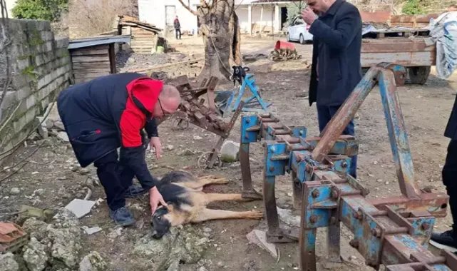 Hayvanlarına zarar verdiğini öne sürdüğü köpeği av tüfeğiyle vurdu