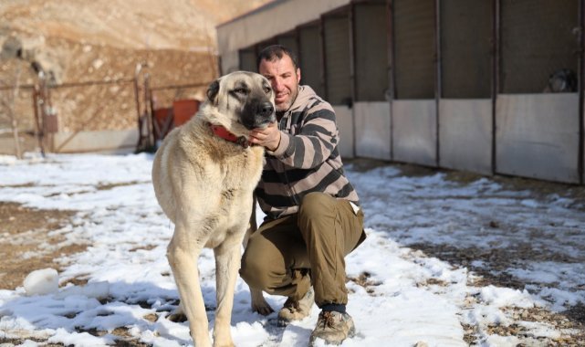 İklim değişikliği kangal köpeklerinin yapısını değiştirdi