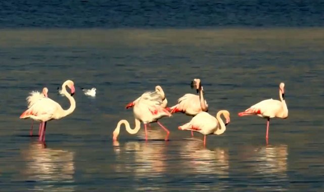 İzmir Körfezi'nde temizlik sonrası doğa canlandı, flamingolar ve pelikanlar geri döndü