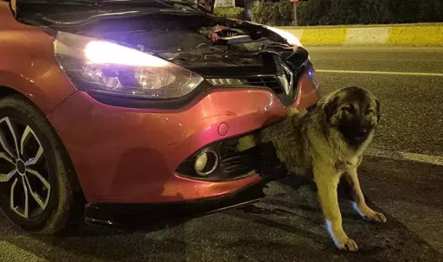 Kendisine çarpan otomobilin tamponuna sıkışan köpeği itfaiye kurtardı