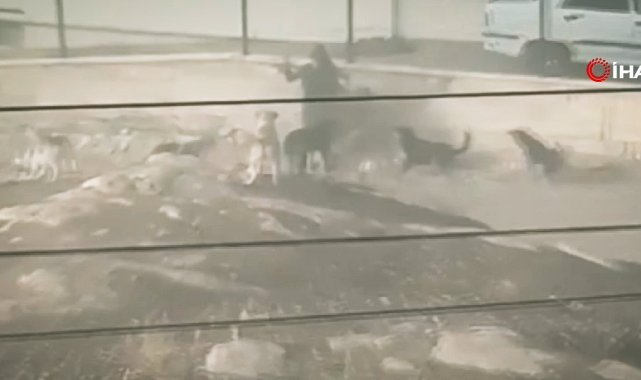 Mamak’ta köpek sürüsünün saldırdığı kadın canını zor kurtardı