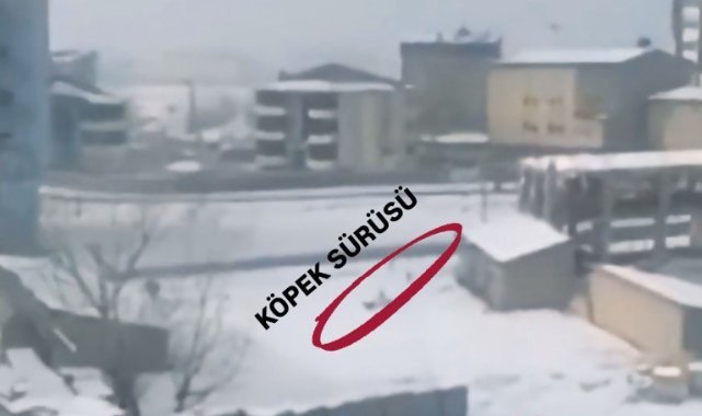 Yüksekova’da başıboş köpeklerin öğrencilere saldırı anı