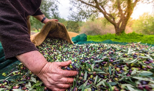 Zeytinin bereketi “OLIVEtoLIVE” ile kadraja girecek