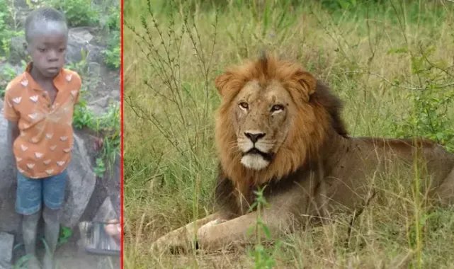 Zimbabve'de aslanların yaşadığı parkta kaybolan çocuk 5 gün sonra bulundu