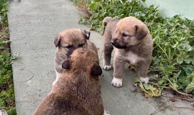 Kanal borusuna sıkışan köpeği itfaiye kurtardı