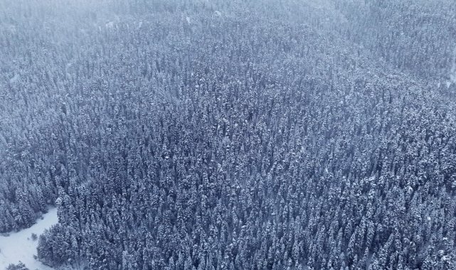 Karlar altındaki Ilgaz ormanları havadan görüntülendi