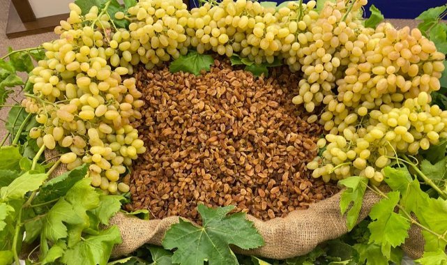 Çekirdeksiz kuru üzüm ihracatı 2024/25 sezonunun ilk yarısında 310 milyon dolar oldu