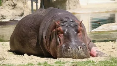 Kongo'da 50 su aygırı şarbondan zehirlendi