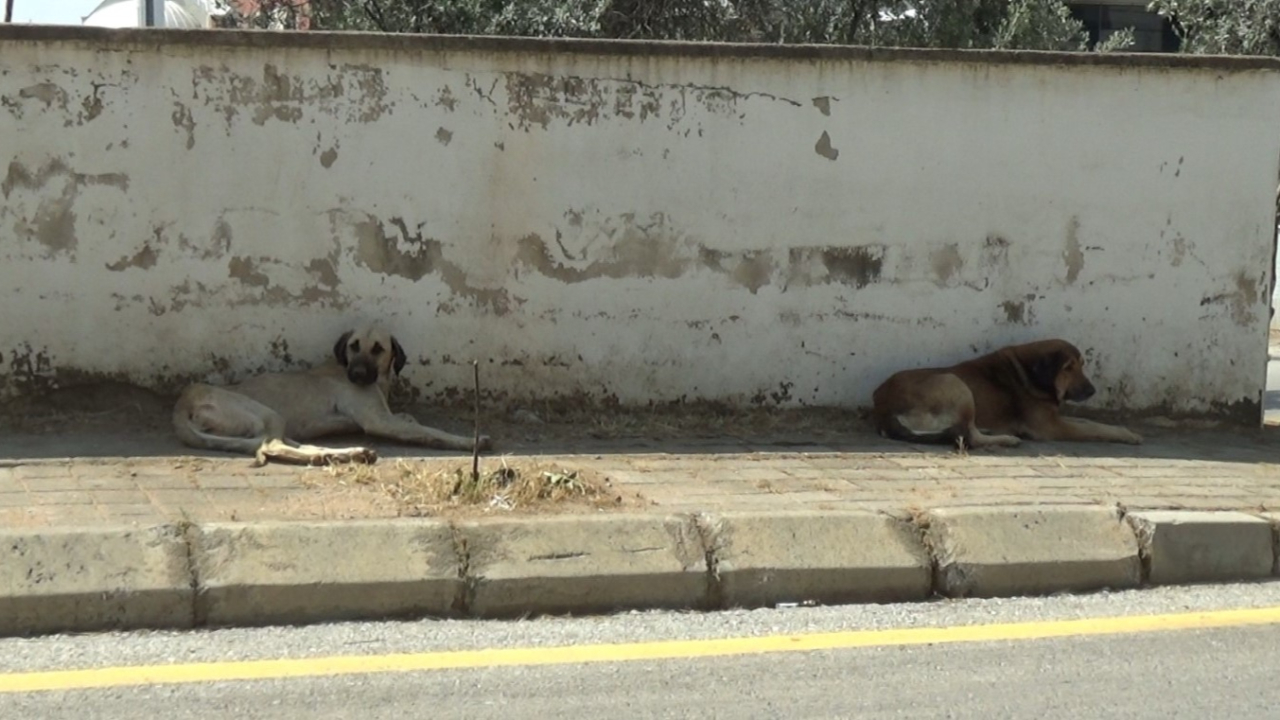 Aydın'da sınava giden öğrenciye köpek saldırdı! Mahalle sakinleri tedirgin