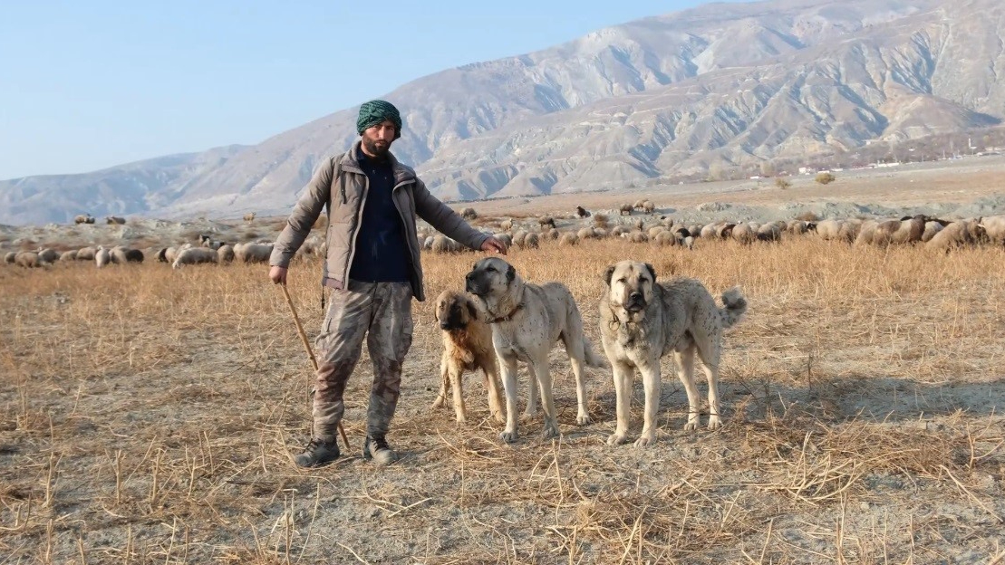 Erzincan’da 100 bin lira maaşla çoban bulamayan besici derdini Valiye anlattı