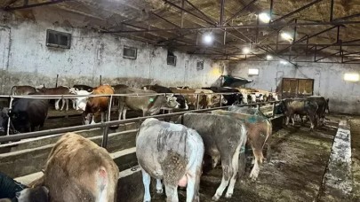 Giresun’da ahırda çıkan yangında 9 büyükbaş öldü