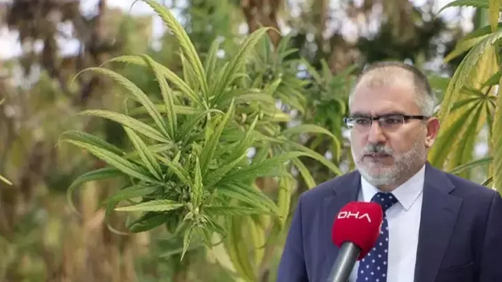 Tıbbi kenevir tedavi amaçlı değişik hastalıklarda kullanılabiliyor