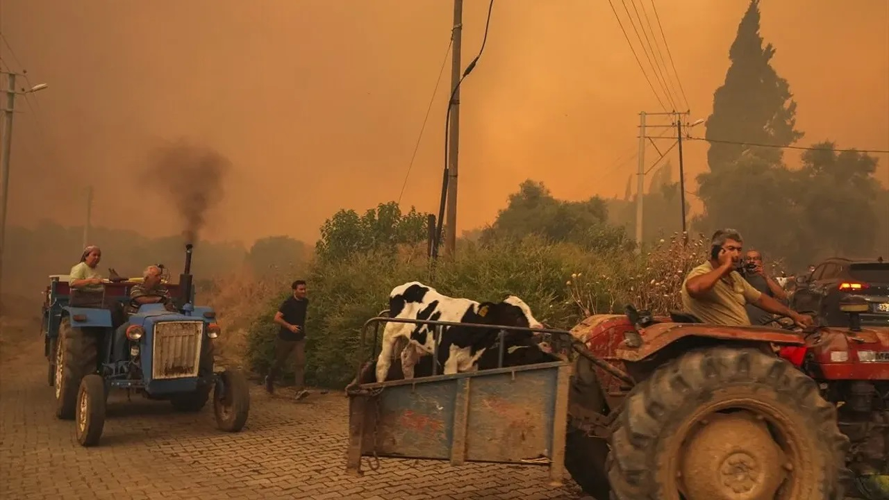 Belediye sessiz kaldı, Marmaris’i domuzlar ele geçirdi