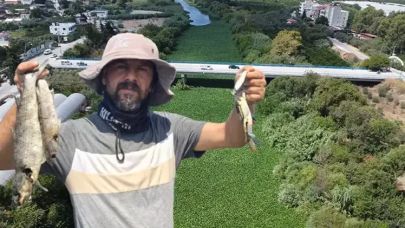 Asi Nehri'nde su sümbülü istilası; balık ölümleri yaşandı