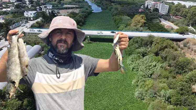 Asi Nehri'nde su sümbülü istilası; balık ölümleri yaşandı