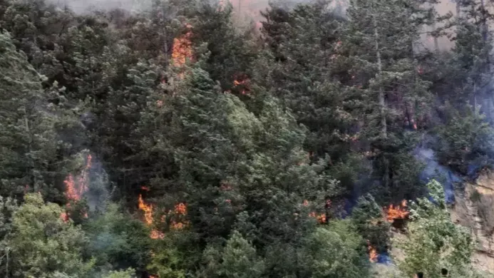Bolu'da orman yangını