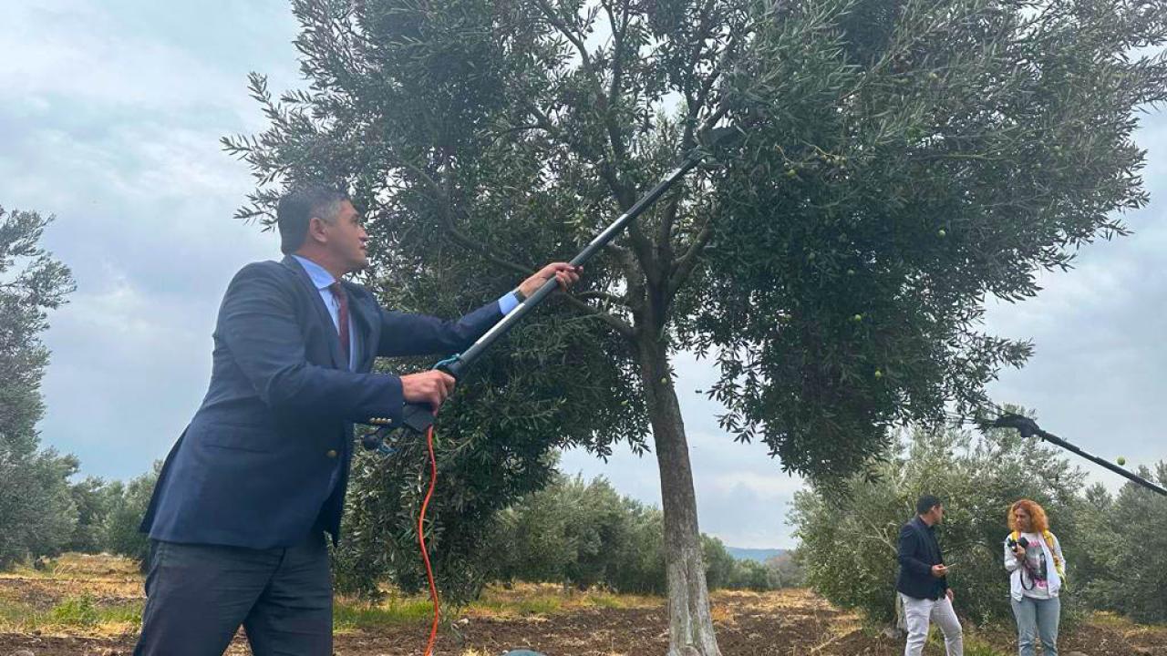 Aliağa, 4. Zeytin Hasat Şenliği’nde Buluşuyor