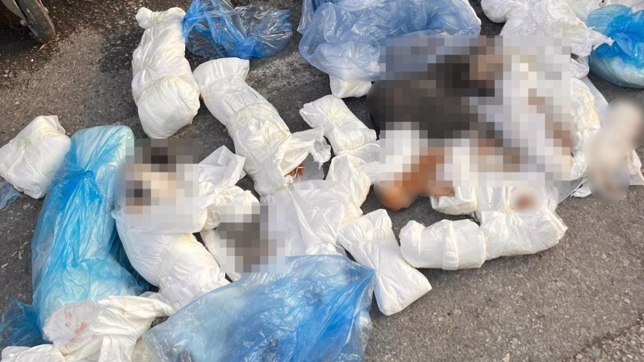 Başsavcılık itiraz etti, kedi öldüren veteriner tutuklandı