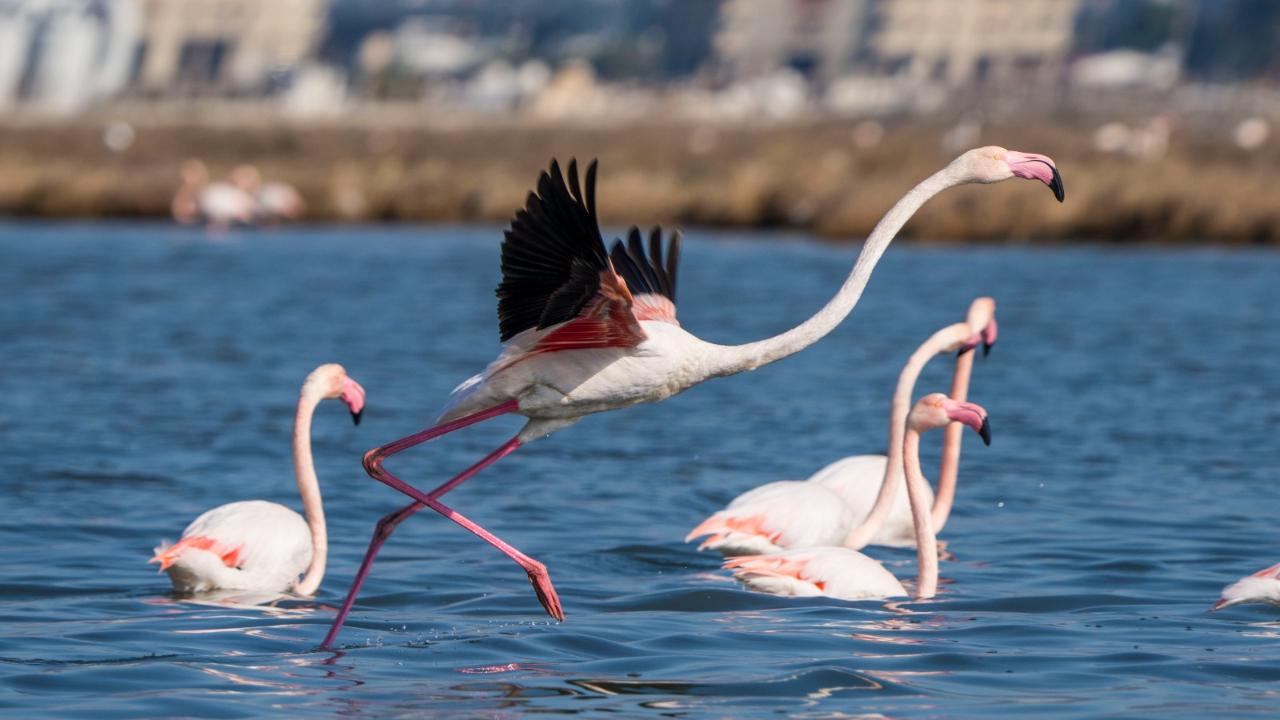 Flamingo Yolu turları bayramda da devam ediyor