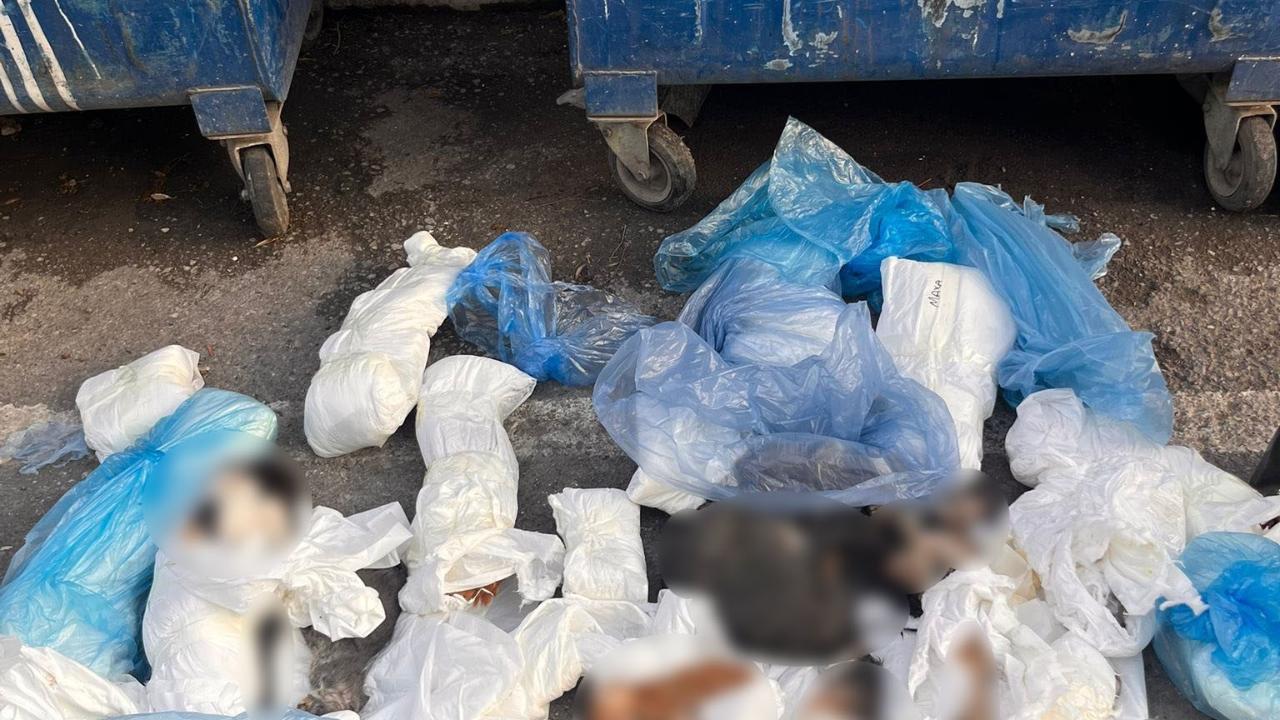İzmir'de poşetler içinde 33 ölü kedi bulundu