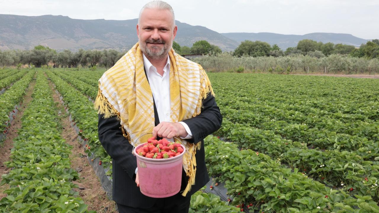Uluslararası Emiralem Çilek Festivali için geri sayım