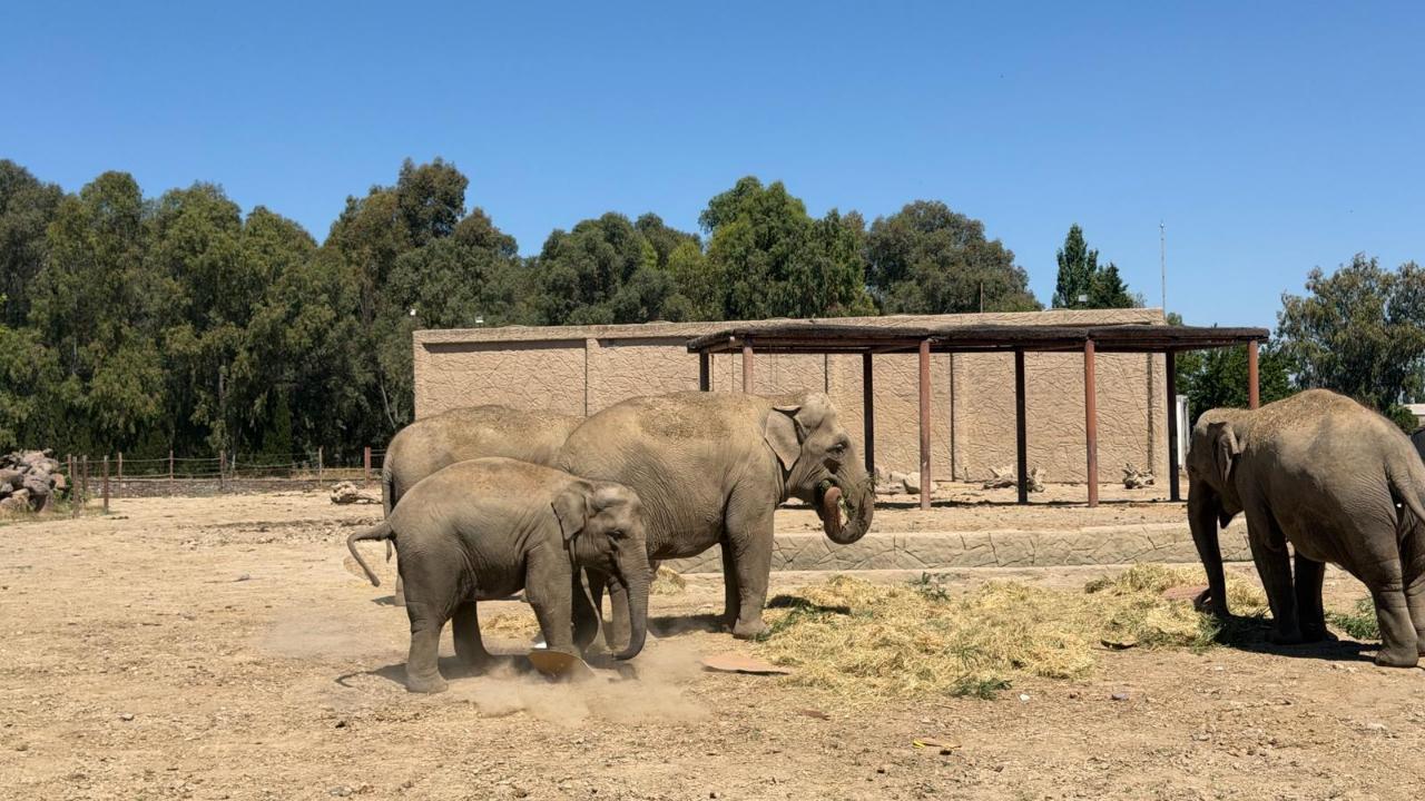 Fil ailesinin neşesi Ege 5 yaşına girdi